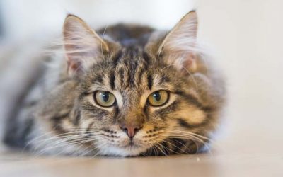 ¿Cómo sé si mi gato está enfermo y qué puedo hacer?