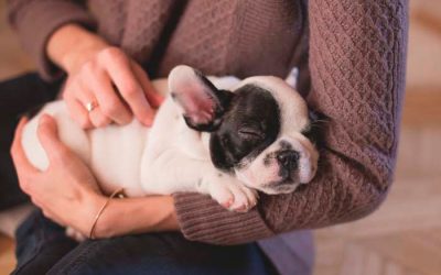 Vacunar a mi perro, cuándo y por qué