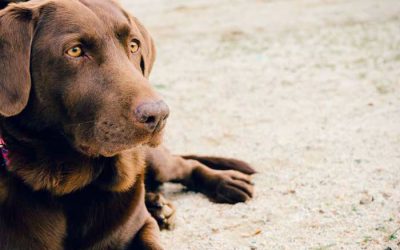 Cómo puedo saber si mi perro está enfermo