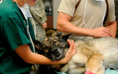 Soy veterinario, ¿Qué puedo hacer para lograr más clientes?