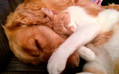 ¿Estoy listo para tener una mascota?