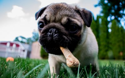 ¿Cuáles son los alimentos prohibidos para mi perro?