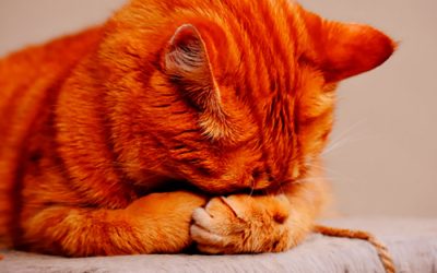 Vacunar a mi gato, ¿Es de verdad necesario?