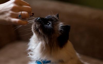 Alimentos prohibidos para gatos y sus consecuencias