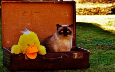 Viajar con tu mascota, ¿cómo hacerlo?